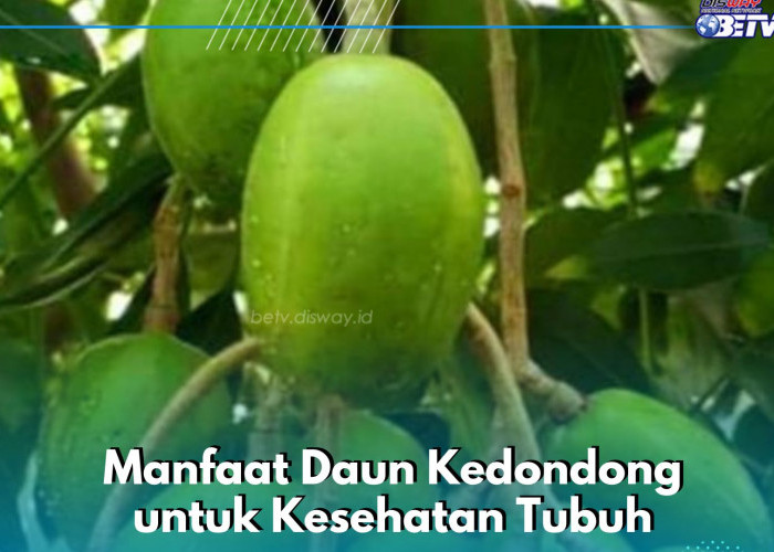 Daun Kedondong Punya Khasiat Ampuh Meredakan Nyeri Sendi, Cek Manfaatnya di Sini