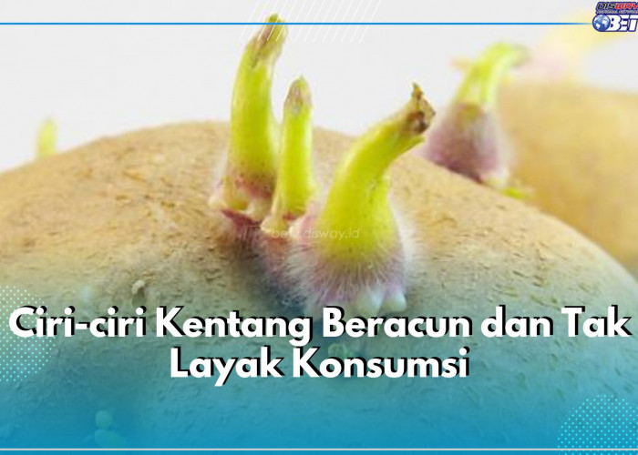 Catat Bun! Ini 5 Ciri Kentang Beracun dan Tak Layak Konsumsi, Salah Satunya Berwarna Hijau