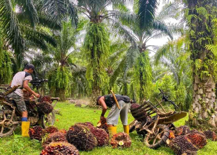 Harga TBS Sawit di Bengkulu Selatan Merosot Tajam, Petani Keluhkan Penghasilan Menurun