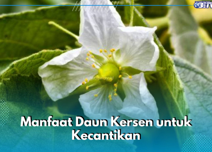 6 Manfaat Daun Kersen untuk Kecantikan yang Tak Boleh Dilewatkan, Bisa Bantu Atasi Jerawat