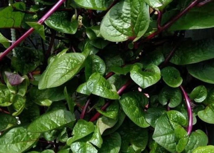 Memiliki Nama Latin Anredera Cordifolia, Tumbuhan Daun Binahong Ternyata Punya Segudang Manfaat, Apa Saja?