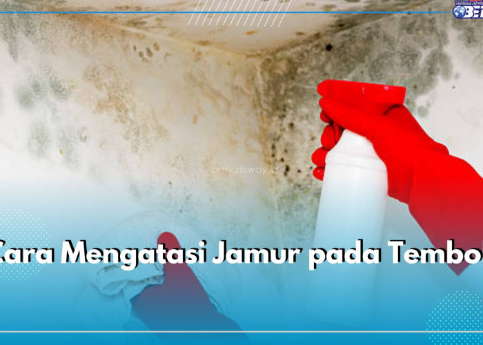 5 Cara Efektif Hilangkan Jamur Pada Tembok, Bisa Gunakan Pemutih Pakaian