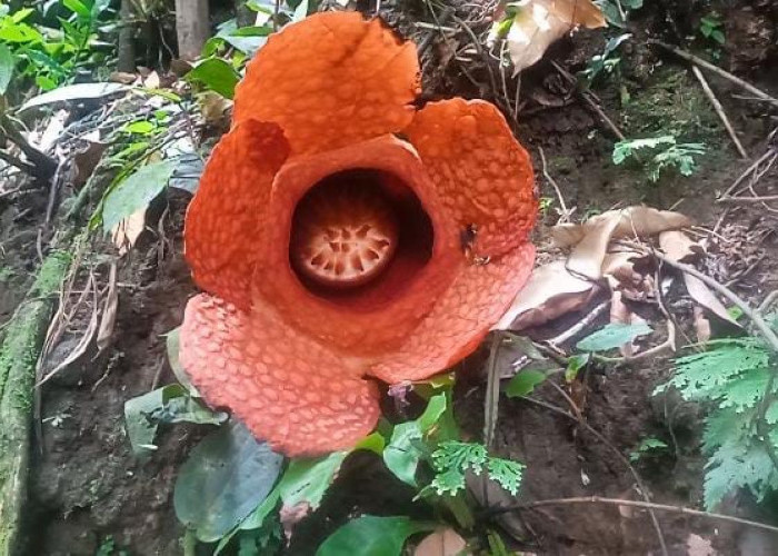 Puspa Langka, Rafflesia Jenis Kemumuensis Ditemukan Kembali Mekar di Bengkulu Utara