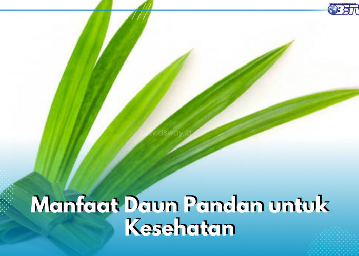 Bukan Cuma Perlezat Makanan, Ini 5 Manfaat Daun Pandan untuk Kesehatan