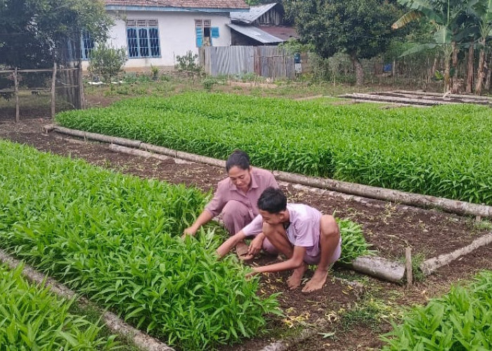 Warga Seluma Manfaatkan Pekarangan Rumah Jadi Kebun Sayuran, Ciptakan Sumber Penghasilan Baru