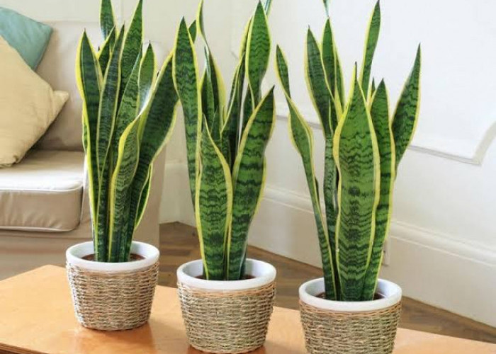 Ini Dia 8 Manfaat Menanam Lidah Mertua di Rumah, Mampu Menyaring Udara hingga Menangkal Hal Negatif