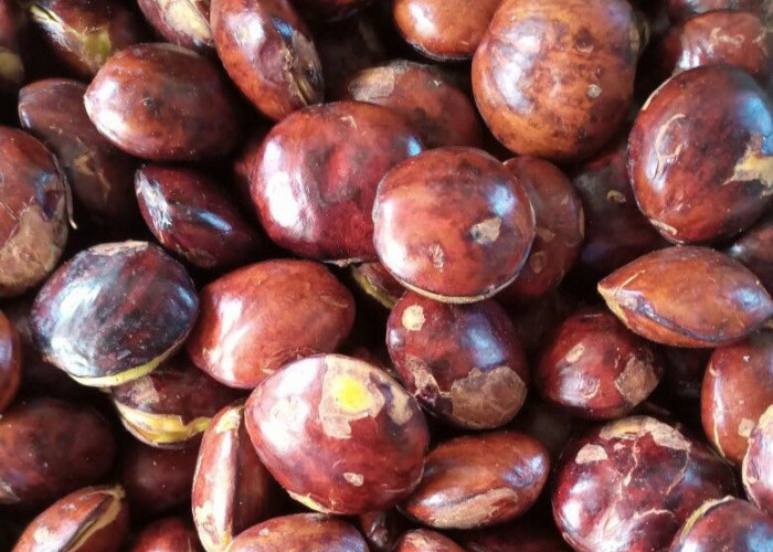 Ini 7 Efek Samping Jengkol bagi Kesehatan, Konsumsi Berlebihan Bisa Sebabkan Nyeri Buang Air Kecil