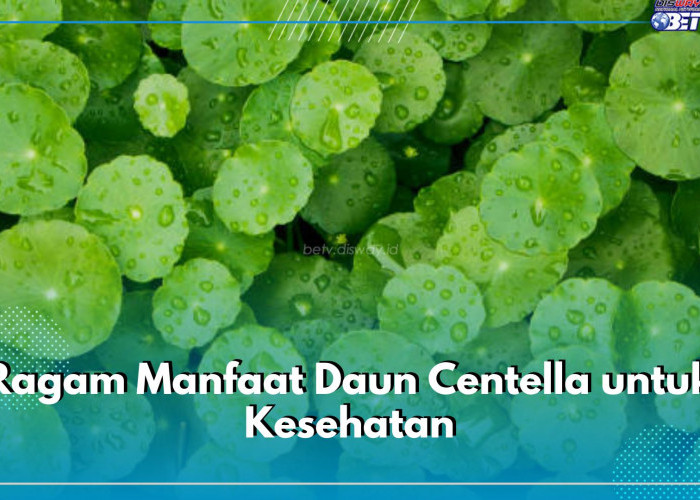 10 Ragam Manfaat Daun Centella untuk Kesehatan, Klaim Semuanya di Sini!