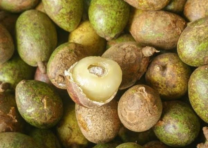 Rawat Kecantikan Kulit dengan Gunakan Buah Matoa, Cek Manfaat Lengkapnya Disini!
