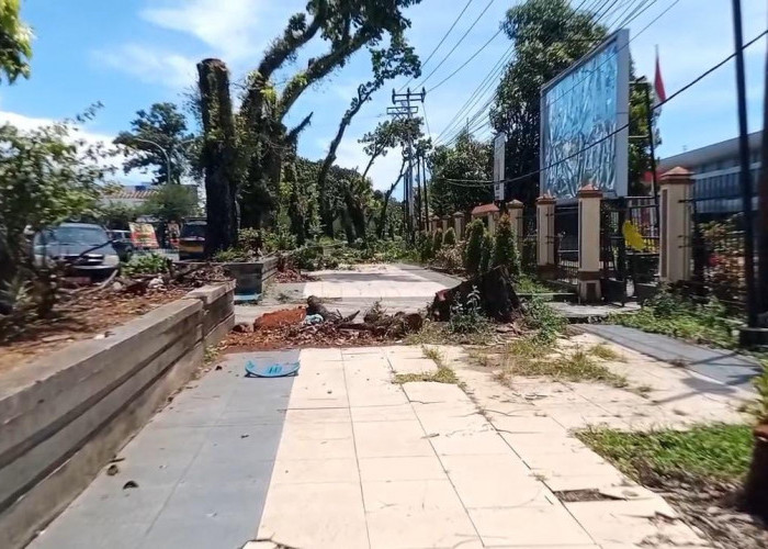 Disulap Mirip Malioboro, DLH Kota Bengkulu Pangkas Pohon di Jalan S. Parman