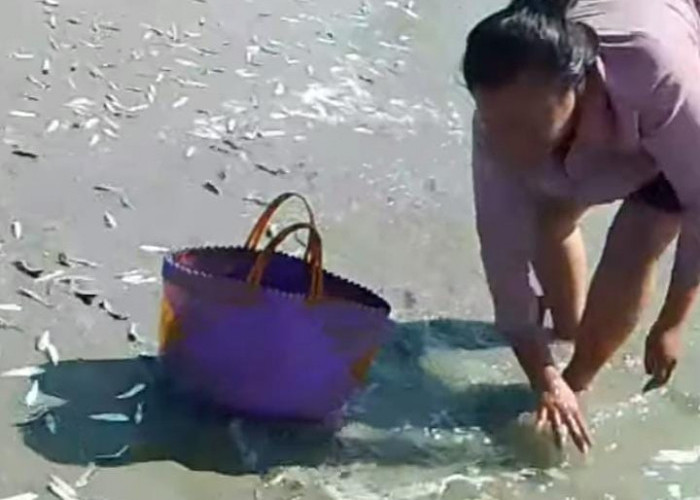 Viral Fenomena Ribuan Ikan Terdampar di Pantai Seluma, Ini Kata Kadis Perikanan