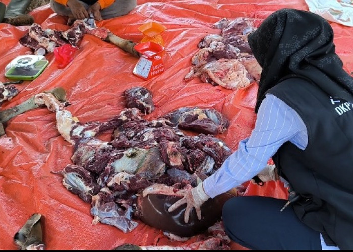 Sasar Lokasi Penyembelihan Iduladha, Tim DKPP Kota Bengkulu Pastikan Kualitas Daging Layak Konsumsi