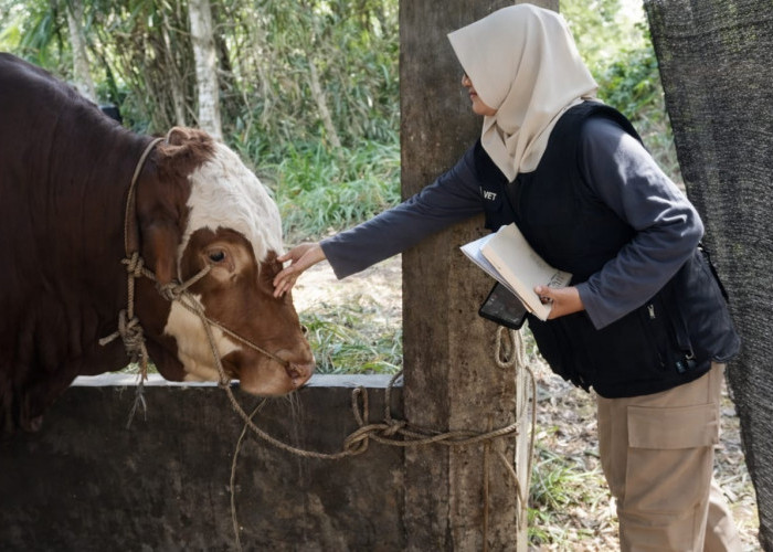 Perketat Jalur Masuk Jelang Iduladha, Hewan Kurban Tanpa SKKH Dilarang Masuk Kota Bengkulu