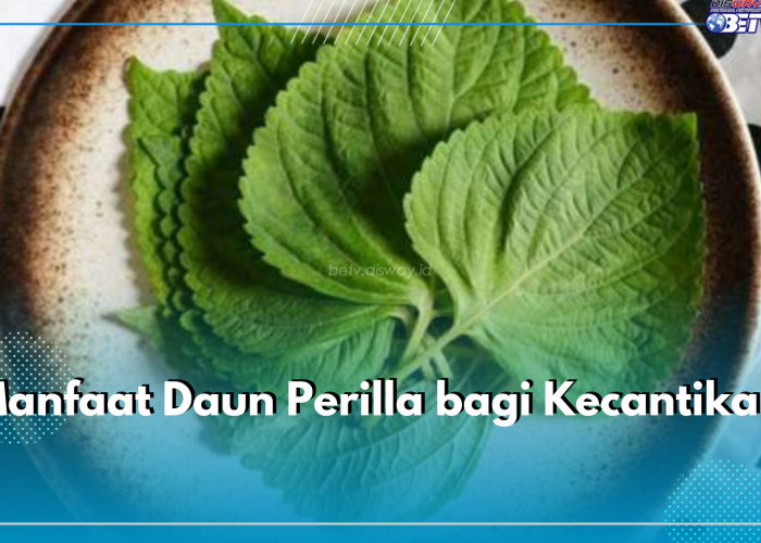 6 Manfaat Daun Perilla Bagi Kecantikan, Sayang untuk Dilewatkan