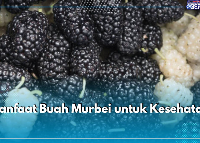 Jarang Diketahui, Cek Kandungan Nutrisi Buah Murbei dan Ragam Manfaatnya untuk Kesehatan