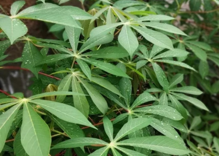 Cek Disini! Keunggulan Penggunaan Masker Daun Singkong untuk Kulit Wajah