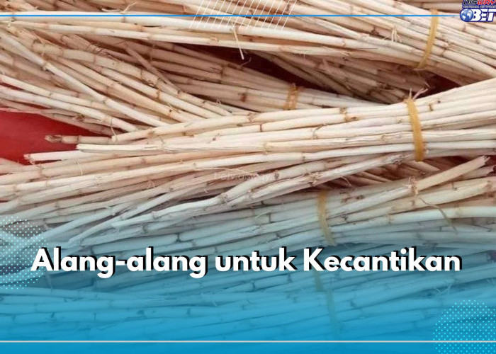 Sering Dianggap Hama, Akar Alang-alang Punya Khasiat Tersembunyi, Cek di Sini Manfaatnya untuk Kecantikan