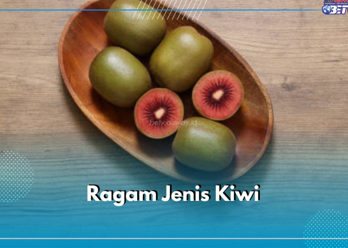 Tidak Banyak yang Tau! Buah Kiwi Terbagi Menjadi 5 Jenis Berbeda, Cek di Sini Bentuk dan Karakteristiknya