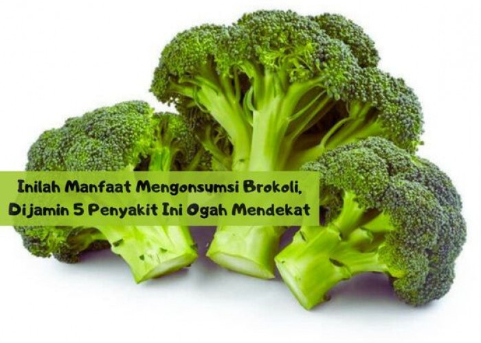 Inilah Manfaat Mengonsumsi Brokoli, Dijamin 5 Penyakit Ini Ogah Mendekat