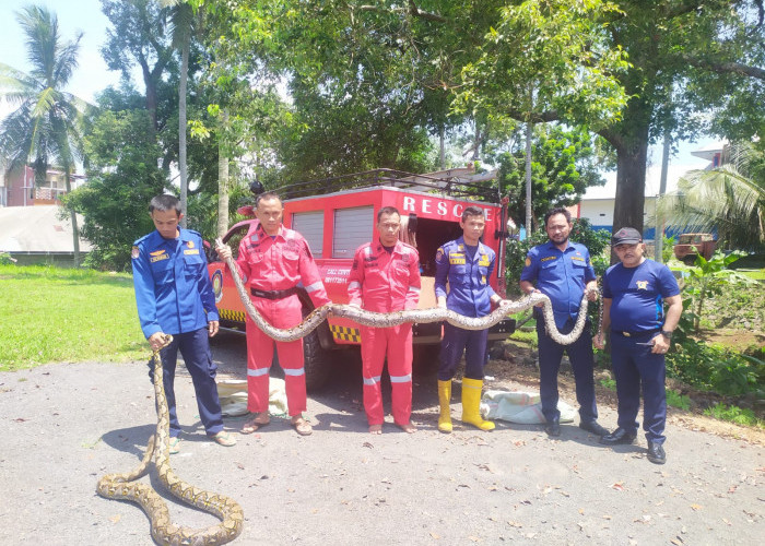 Lagi, Dinas Damkar dan Penyelamatan Tangkap Ular Piton Berukuran 5 Meter