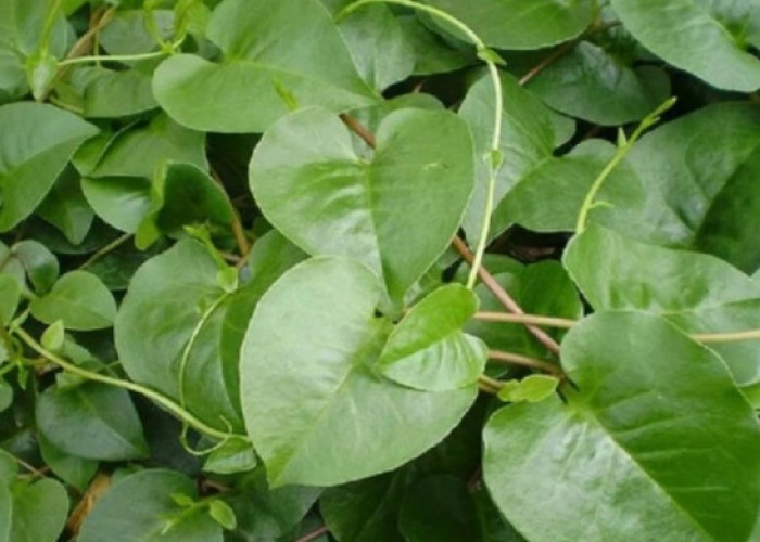 Ini 7 Fakta Unik yang Tersembunyi dalam Daun Binahong, Bertekstur Mirip Bayam dan Kangkung 