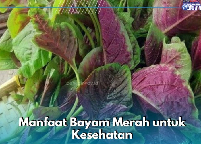 Ini Manfaat Bayam Merah yang Ditawarkan, Dipercaya Dapat Mencegah Anemia