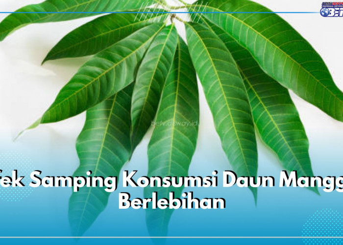 5 Efek Samping Konsumsi Daun Mangga Berlebihan, Bisa Sebabkan Tekanan Darah Turun Berlebih