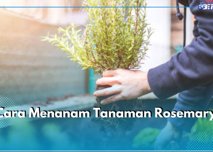 Ini Cara Mudah Menanam Rosemary Sendiri di Rumah, Siap Jadi Herbal yang Sedia Setiap Saat