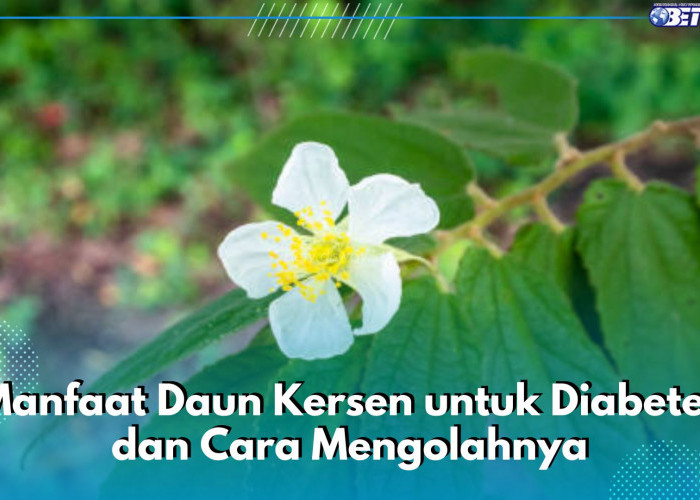 Ini Sederet Manfaat Daun Kersen untuk Diabetes, Cek Juga Cara Mengolahnya di Sini!