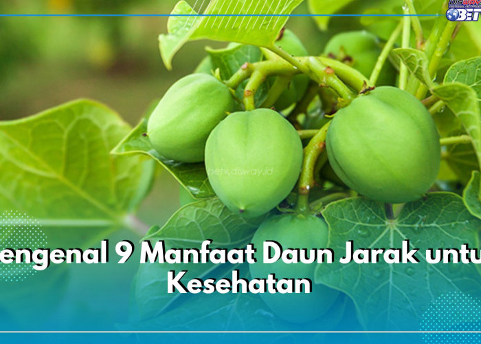 Mengenal 9 Manfaat Daun Jarak untuk Kesehatan, Cek Disini!