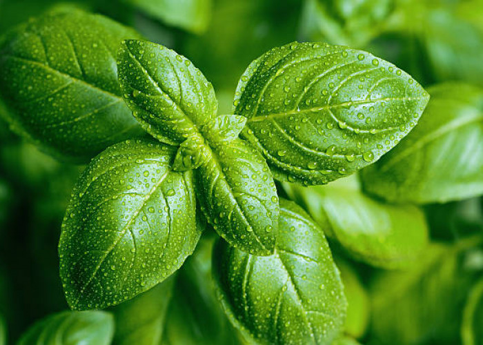 7 Manfaat Daun Basil Ini Sayang Dilewatkan, Cek Khasiatnya untuk Kecantikan Kulit Wajah