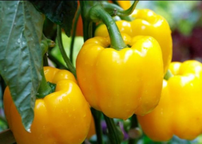 4 Efek Samping Konsumsi Paprika Kuning Berlebihan, Salah Satunya Picu Alergi 