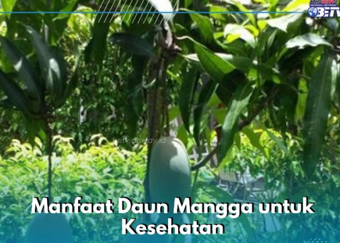 Daun Mangga Ampuh Menurunkan Risiko Diabetes, Cek Manfaat yang Ditawarkan di Sini