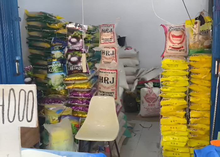 Harga Beras 5 Kg di Pasar Panorama Bengkulu Naik hingga Rp80 Ribu, Ini Alasannya
