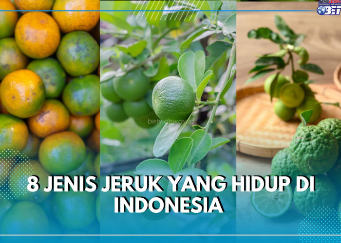 Tidak Hanya Jeruk Nipis, Maih Ada 8 Jenis Jeruk yang Hidup di Indonesia, Cek Daftarnya Disini!