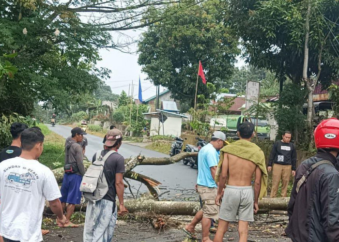 Pemotor yang Melintas Nyaris Tertimpa Pohon Tumbang di Bengkulu Utara