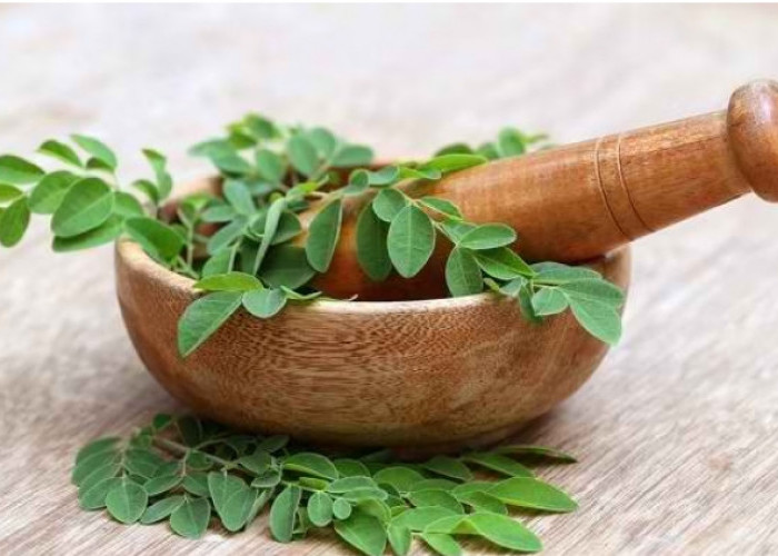 Kaya Kandungan Quercetin, Ini Manfaat Daun Kelor untuk Kesehatan Tubuh 
