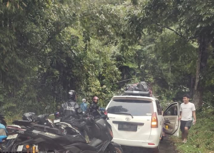 BREAKING NEWS: Pohon Bambu Tutupi Badan Jalan Liku 9 Kepahiang-Bengkulu, Lalin Lumpuh