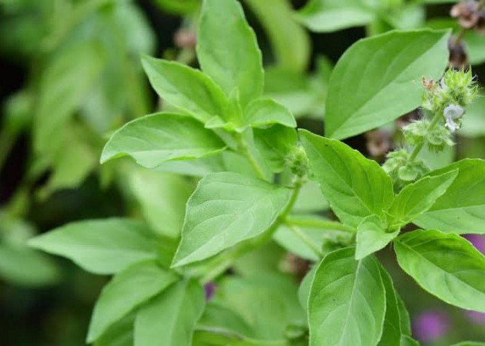 Manfaat Daun Kemangi Sebagai Obat Alternatif, Bisa Menyembuhkan 5 Masalah Kesehatan Ini