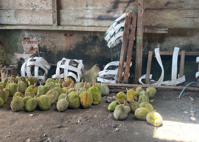 Lebih Lama dari Tahun Lalu, Musim Durian Seluma Diperkirakan Sampai Februari 2027