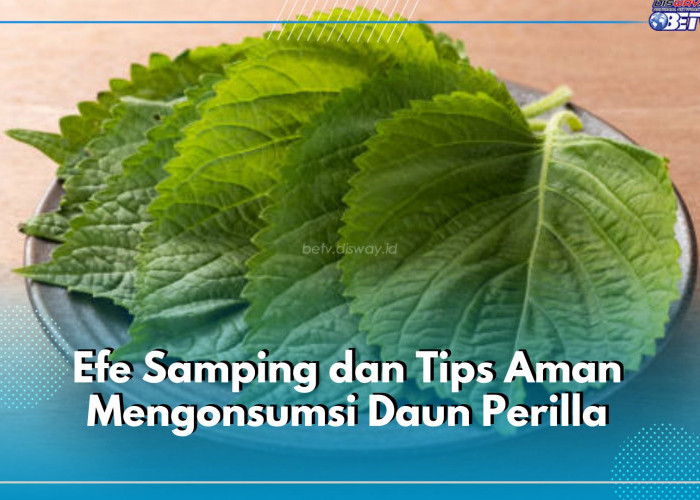 Intip 6 Efek Samping Daun Perilla bagi Kesehatan, Berikut Tips Aman Mengonsumsinya