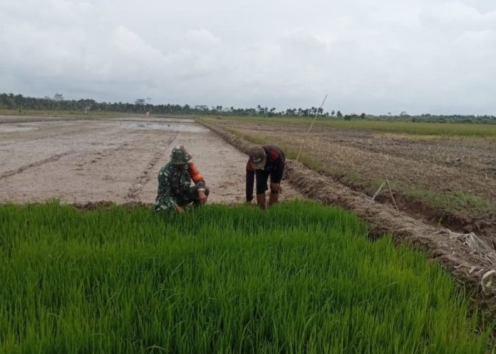 110 Ton Benih Padi dari Kementan Disalurkan ke Petani Seluma, Bantuan Pupuk Gratis Menyusul