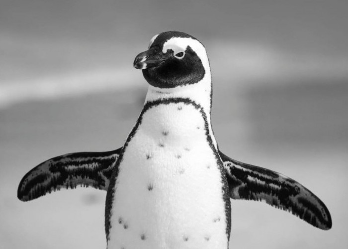 14 Oktober Memperingati Apa? Cek Daftarnya, Ada Hari Kesadaran Penguin Afrika Internasional