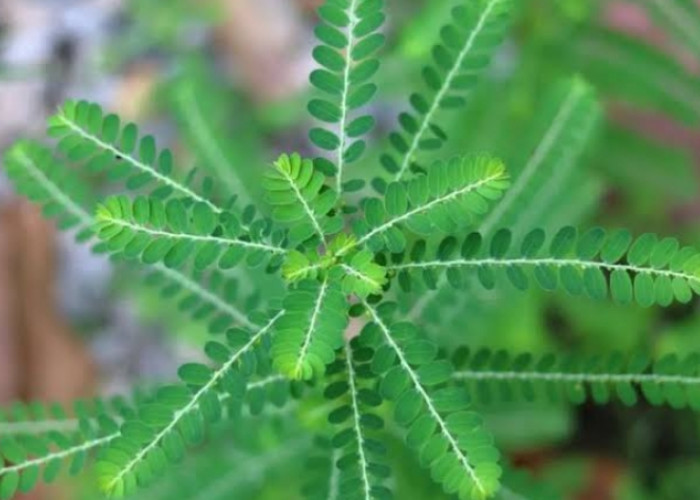Ini Sejumlah Efek Samping Konsumsi Daun Meniran Secara Berlebihan, Batasi Ya!