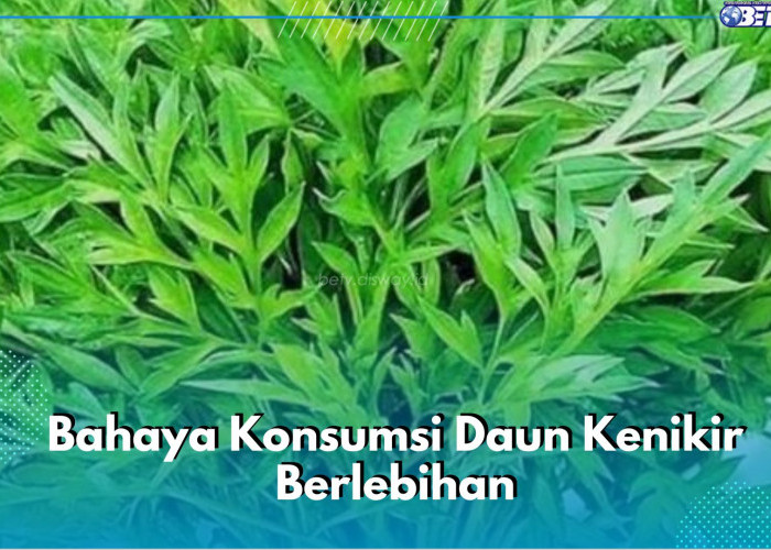 Catat! Ini 5 Bahaya Konsumsi Daun Kenikir Berlebihan, Konsumsi Secukupnya