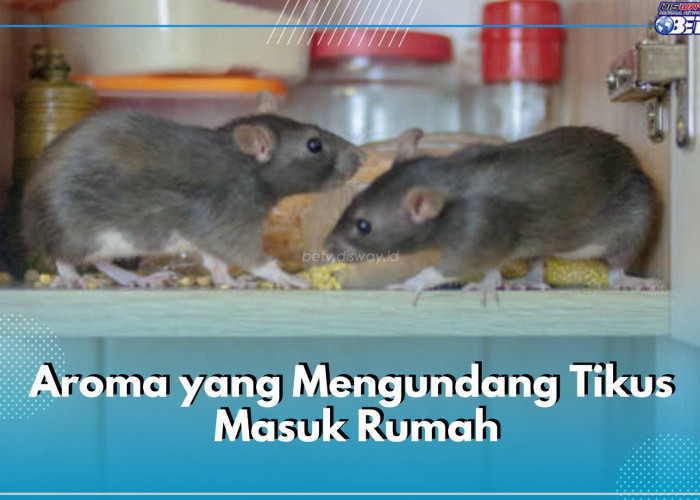 Wajib Tahu! 5 Aroma Ini Bisa Undang Tikus Masuk Rumah, Salah Satunya Aroma Lembap