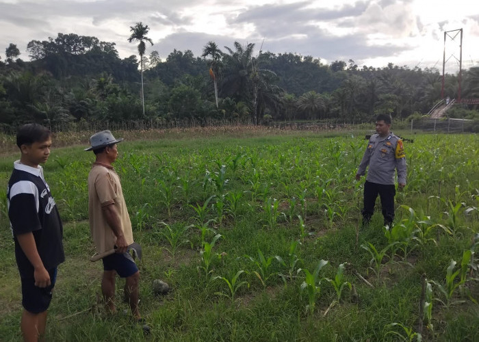 10 Hektar Lahan Eks Replanting Sawit di Seluma Akan Ditanami Jagung