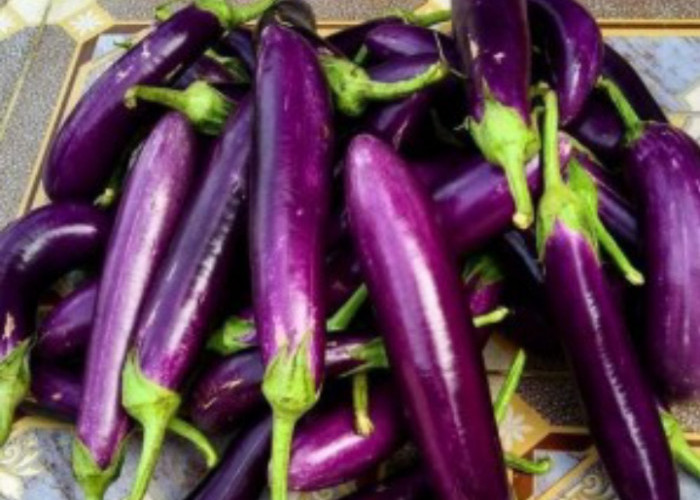 Terong Ungu Dijuluki Rajanya Sayur, Cek Manfaatnya Disini!