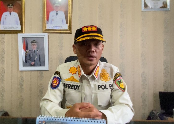 Siap-siap! Hewan Ternak Liar yang Terjaring Satpol PP Bengkulu Selatan Direncanakan Bakal Dilelang