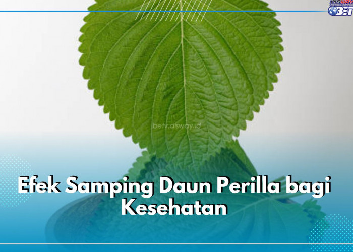Menimbulkan Efek Samping Jika Dikonsumsi Berlebihan, Cek Fakta Tentang Daun Perilla di Sini